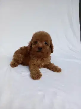 Red Toy Poodle Stb Vaksin Open Adopt