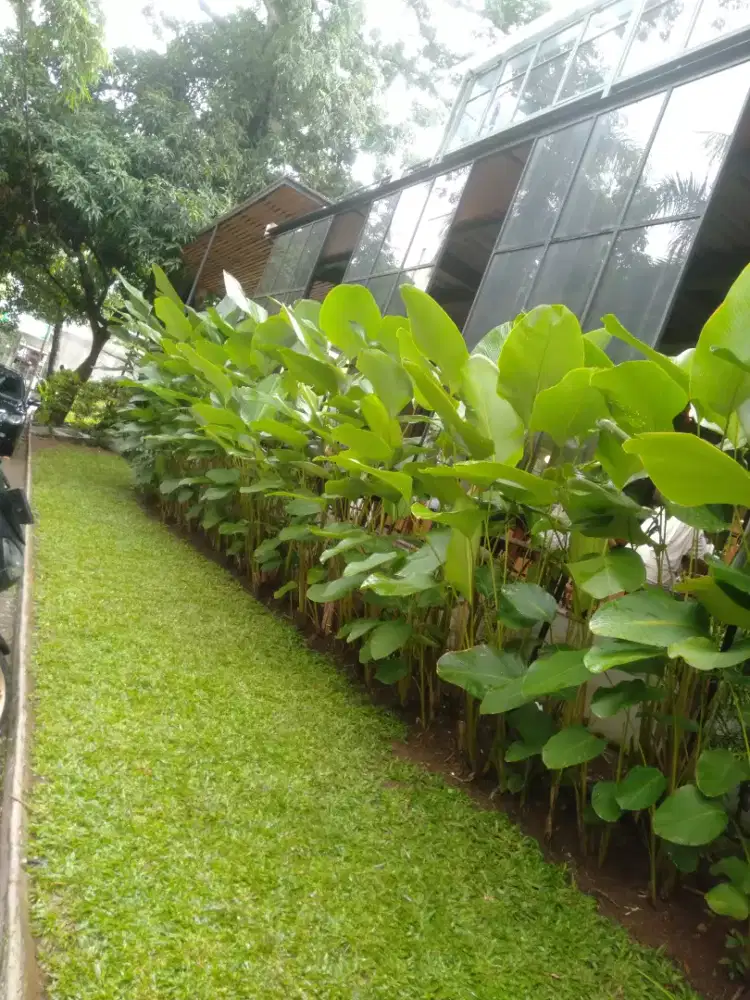 Jasa Perawatan Taman dan renovasi