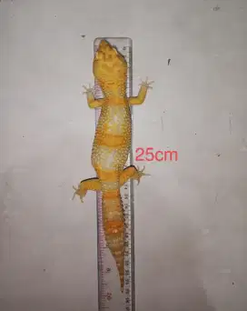 Leopard Gecko Super Giant