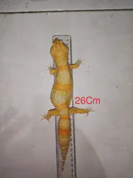 Leopard Gecko Super Giant