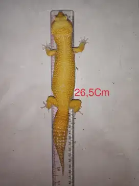 Leopard Gecko Super Giant