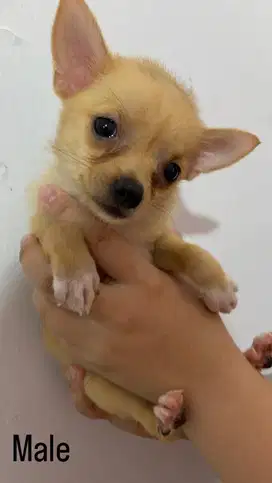 DIJUAL ANJING CHIHUAHUA x MINI POM