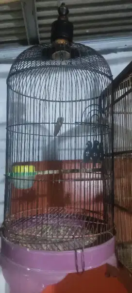 Kandang burung lovebird