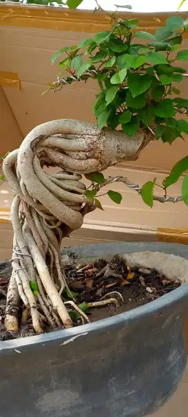 Bonsai Waru Taiwan