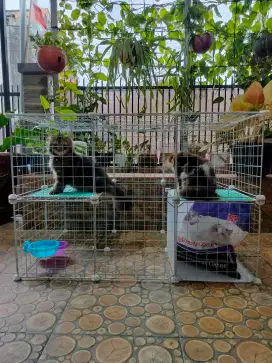 Kandang kucing bongkar pasang