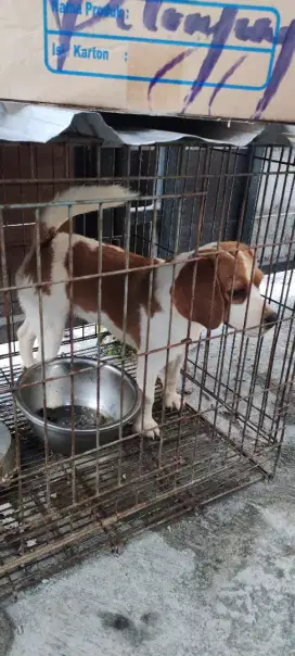 Beagle, mini beagle, stambum