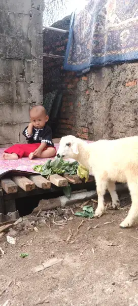 Anak kambing domba lucu imut