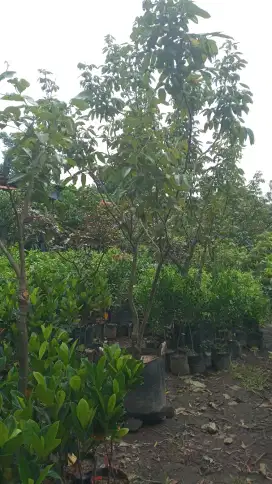 Pohon klengkeng matalada