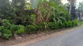 Dijual Tanah Kebun Buah Luasan Kecil Murah Di Tabanan Bali