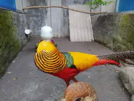 Golden pheasant jantan dewasa full warna