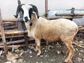Jual Hewan Qurban