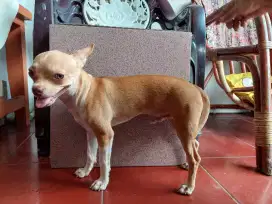 Jual chihuahua  dewasa asli