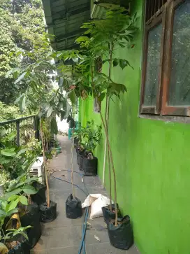 Pohon mahoni tinggi 3 meter