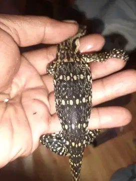 Bayi biawak jinak