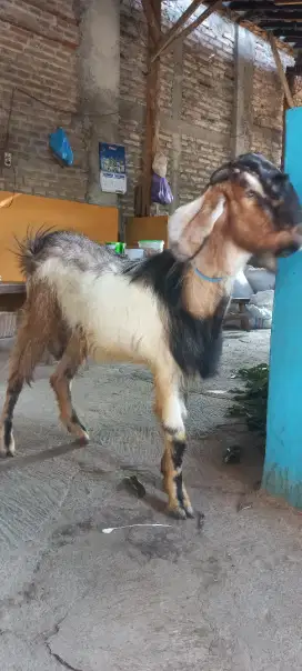 Kambing Aqiqah jogja