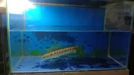 Ikan chana ws gede