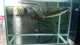 Ikan chana RSP kalimaya