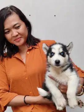 siberian husky bigbone longhair