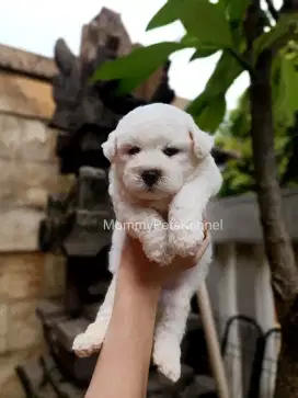 Anjing Bichon Frise TERMURAH stambum