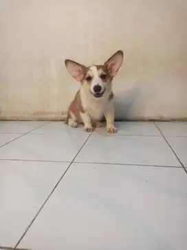 Anjing Corgy Rusia Blood Mini