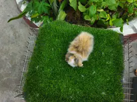 Kelinci Kuping Turun Fuzzy Lop