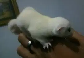 Anakan sugar glider leucistic jantan