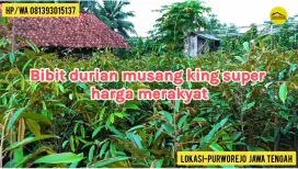 Bibit durian musang king ungul