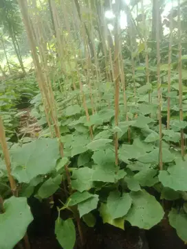 tumbergia tanaman rambat murah