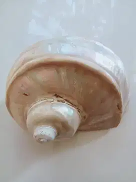 Cangkang keoong mutiara