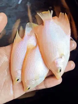 BIBIT GURAME PADANG