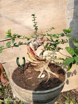 Bonsai Sancang Bohay