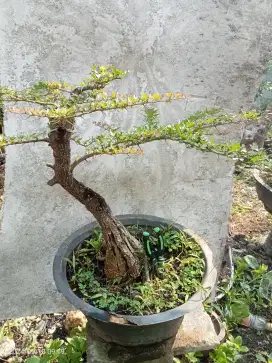 Bonsai Kawista Unik berkarakter