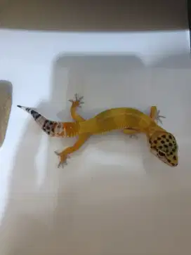 Gecko tangerine het temper