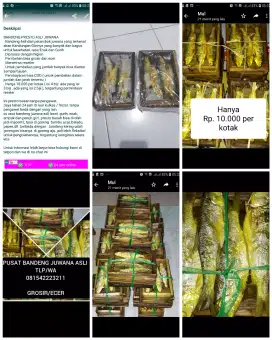 BANDENG PRESTO ASLI JUWANA