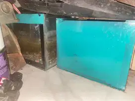 Akuarium ikan lohan