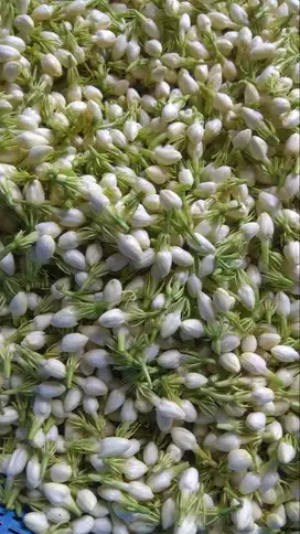 Melati Wangi Melati Tabur Asli Segar 1000gr