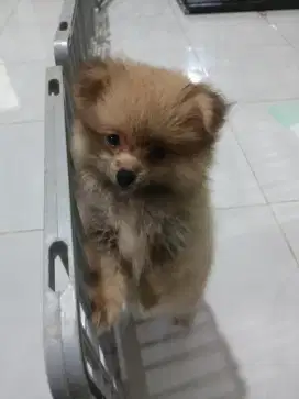 Kenel boy/pengurus anjing