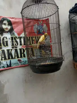 Burung kenari gacoran harga mulai