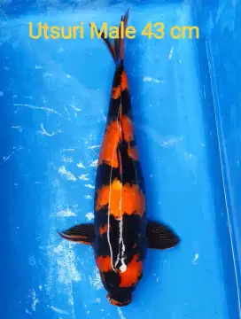 Koi jumbo yogya