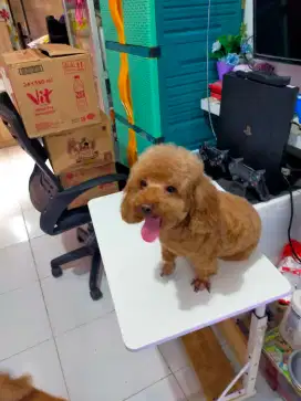 Jual toy poodle laki laki