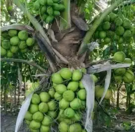 Bibit buah kelapa nias siap tanam