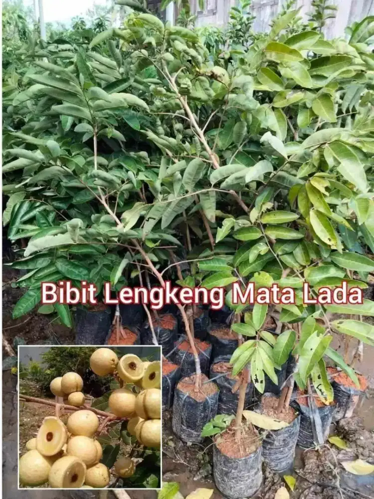 Bibit Lengkeng Mata Lada Biji Kecil Tinggi 70 - 100 cm