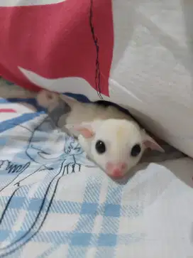 JOEY Sugar Glider Leucistic Leu Het Creamino Betina Jinak Murah Jkt
