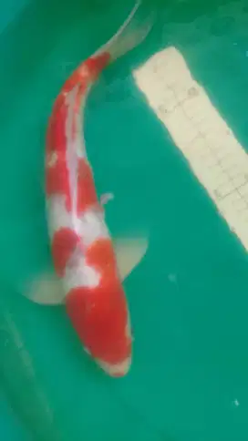 Ikan koi jenis Ai Goromo import 41cm