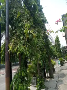 Jual pohon pelindung