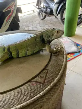 Iguana colombia plontos