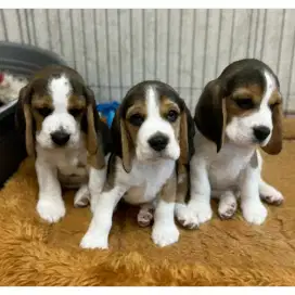 DIJUAL ANAK ANJING BEAGLE