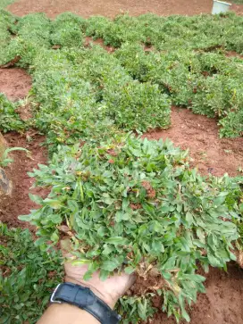 Rumput gajah mini