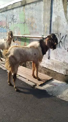 kambing kurban sehat bersih berkualitas