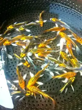 Paket isi 20ekor koi metalik slayer